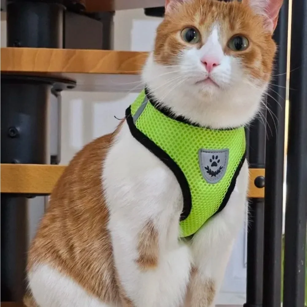 🔥 Cat Harness Vest Walking Lead Leash